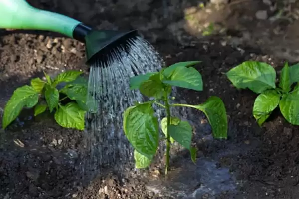 辣椒开花结果期的施肥种类 ,辣椒开花结果期为何用磷钾肥?插图3 辣椒开花结果期的施肥种类 ,辣椒开花结果期为何用磷钾肥?插图3