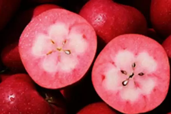 红心苹果品种介绍,结果期在每年的4-10月份插图1 红心苹果品种介绍,结果期在每年的4-10月份插图1