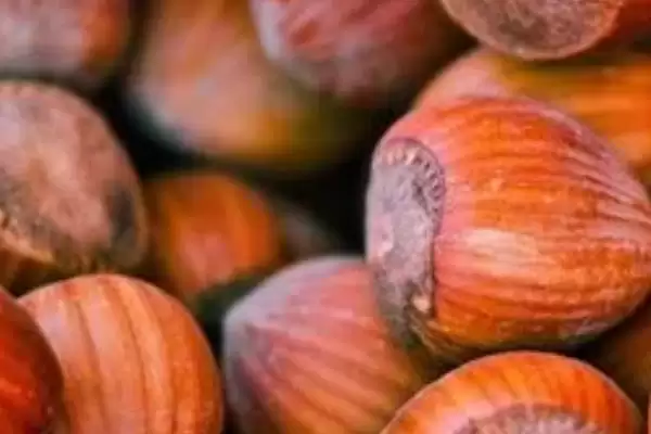 了解榛子的方法和重点？养猪与周边经济作物有哪些关联细节？插图4