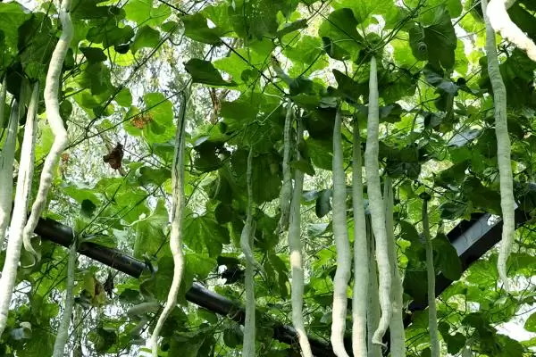 蛇瓜收获的方法和重点？收获蛇瓜要做好哪些细节？插图1