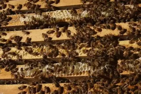 图片[3]-几十只蜜蜂怎么进行蛋群速繁，需要不间断地进行奖励饲喂-会东网