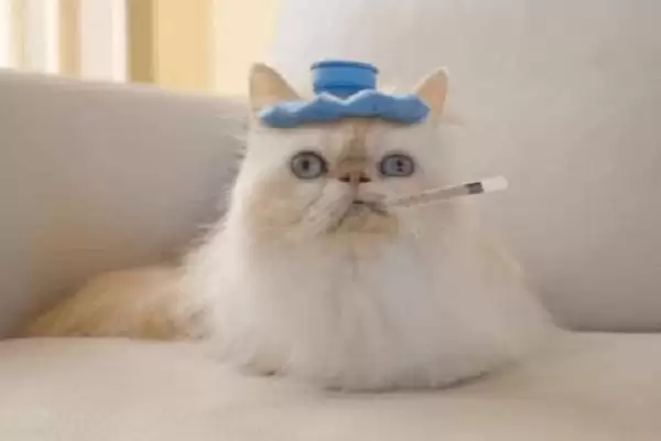 猫间歇性发烧的原因有哪些 ,猫间歇性发烧由何引起插图1