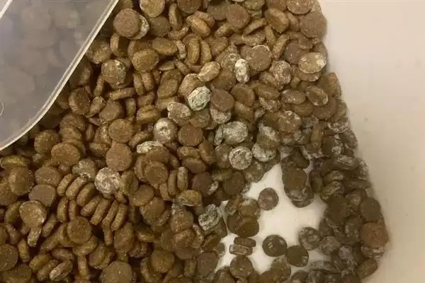 猫咪慢性肝炎是一种什么病症 ,猫咪慢性肝炎是肝脏长期发炎插图6 猫咪慢性肝炎是一种什么病症 ,猫咪慢性肝炎是肝脏长期发炎插图6