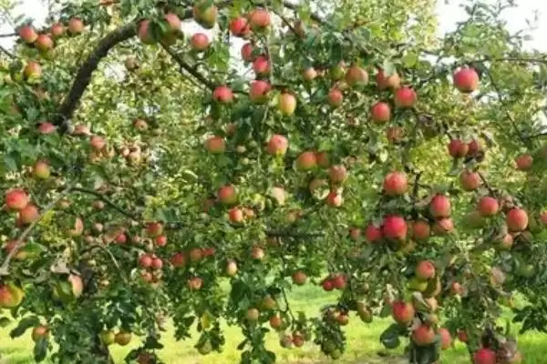 苹果树病虫害的防治方法，早春是防治的关键时期插图2