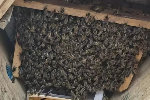 没起王台能人工分蜂吗,没有王台完全可以人工分蜂插图2 没起王台能人工分蜂吗,没有王台完全可以人工分蜂插图2