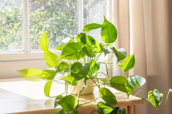 绿萝盆栽的养护方法有哪些 ,绿萝盆栽夏季如何养护插图3 绿萝盆栽的养护方法有哪些 ,绿萝盆栽夏季如何养护插图3