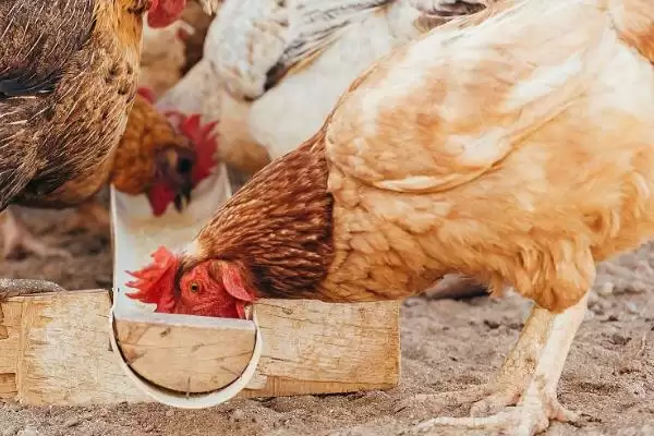 提高养鸡经济效益的方法和重点?养鸡要做好哪些效益提升策略?插图4 提高养鸡经济效益的方法和重点?养鸡要做好哪些效益提升策略?插图4