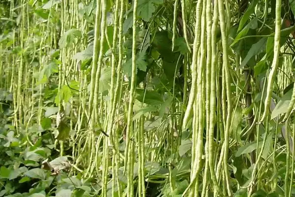 图片[10]-夏天种能快速生长蔬菜的种类和要点？夏天选种速生蔬菜需关注哪些品种？-会东网