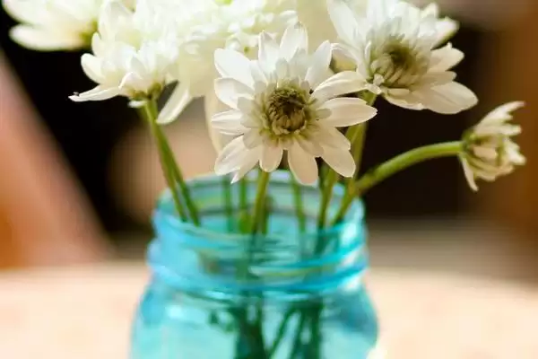 图片[2]-水培菊花为什么不生根？探究水培菊花不生根原因要考虑哪些因素？-会东网