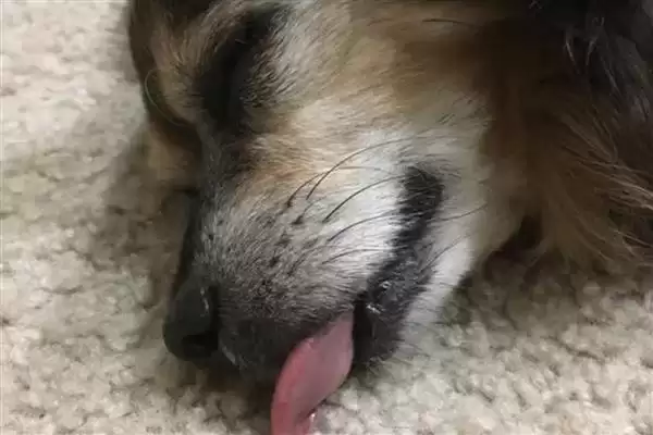 图片[3]-犬肺动脉瓣狭窄症状解析：运动呼吸困难、肝脏肿大等表现-会东网