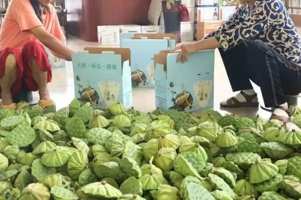 图片[3]-莲子的种植方法 ,莲子种植前为何要浸泡催芽？-会东网