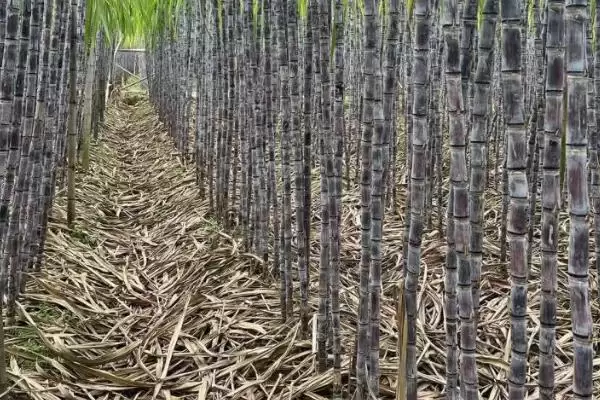 图片[8]-种植甘蔗的方法和重点？种植甘蔗要做好哪些细节？-会东网