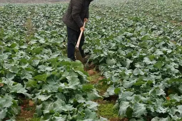 哪种油菜专用肥料比较好,适量追施钾肥效果更佳插图4 哪种油菜专用肥料比较好,适量追施钾肥效果更佳插图4