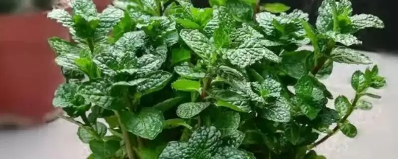 卫生间适合放什么小盆植物？选择卫生间摆放小盆植物要考虑哪些环境和养护要点？-会东网