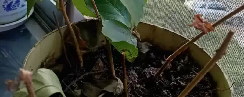 爬山虎种植方法全解：3-4月硬枝扦插的操作要点-会东网