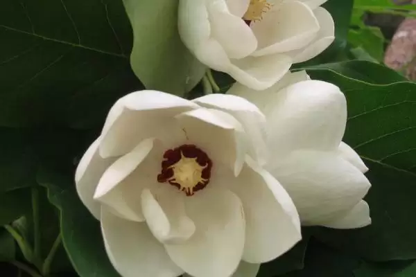 图片[3]-天女花怎么种？种植天女花要掌握哪些从选地、播种到养护的关键步骤？-会东网