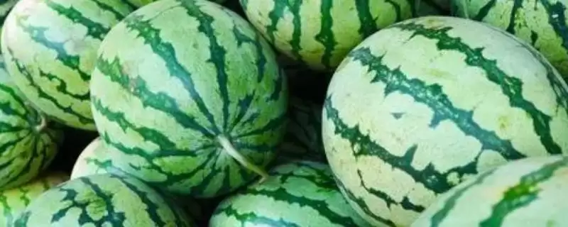 确定西瓜一年种植次数的方法和重点?安排西瓜种植次数要做好哪些细节?-会东网