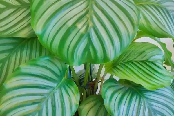 苹果竹芋如何养殖，生长的过程中对水分的需求较大插图1