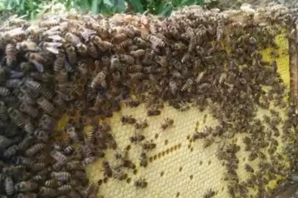 怎样识别作盗群,可在被盗群的巢门口撒些白色面粉或其他无毒的颜料插图3 怎样识别作盗群,可在被盗群的巢门口撒些白色面粉或其他无毒的颜料插图3