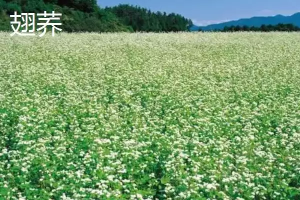 图片[5]-荞麦产地揭秘：我国陕西、甘肃等省的种植优势-会东网
