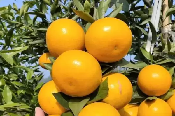 明日见和有何品种特性呢 ,明日见品种的甜度特别高是其特点插图2 明日见和有何品种特性呢 ,明日见品种的甜度特别高是其特点插图2