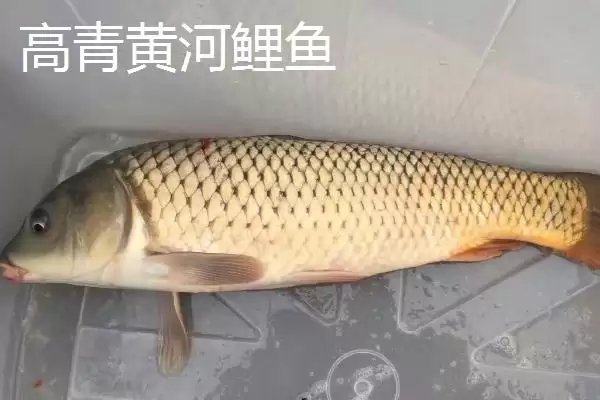 了解山东淄博高青县特产的方法和重点？探寻高青县特产要做好哪些细节？插图6