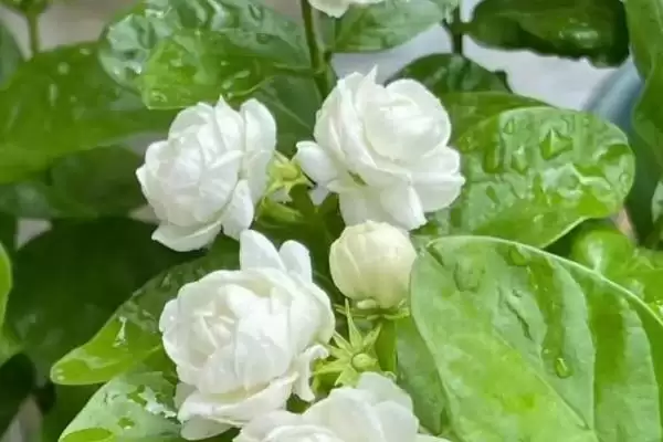 茉莉具有什么样的风水寓意呢 ,茉莉代表提升气运、招财聚财等风水寓意插图1 茉莉具有什么样的风水寓意呢 ,茉莉代表提升气运、招财聚财等风水寓意插图1