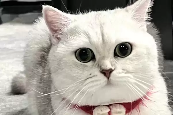 猫为什么会得湿疹这种病呢 ,猫接触过敏物、过度舔毛会得湿疹插图2