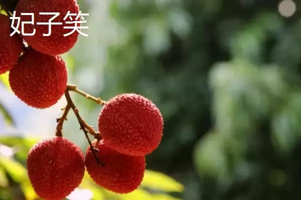 图片[3]-灵山荔枝的品种特点 ,灵山荔枝三月红有何成熟优势？-会东网