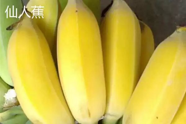 图片[5]-认识优质好吃香蕉品种的方法和重点？认识优质好吃香蕉品种要做好哪些细节？-会东网
