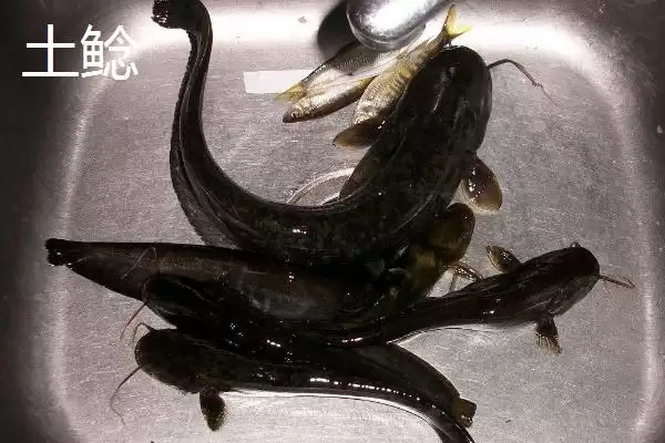 图片[6]-鲶鱼的美食清单：小型鱼类、虾类等食物的诱惑-会东网
