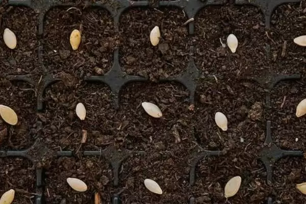 阳台种植南瓜用土深度的方法和重点?阳台种南瓜用土要做好哪些细节?插图4 阳台种植南瓜用土深度的方法和重点?阳台种南瓜用土要做好哪些细节?插图4