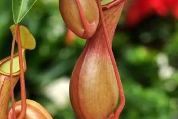 了解猪笼草特点的方法和重点？养猪场环境与植物搭配有哪些关联细节？插图1