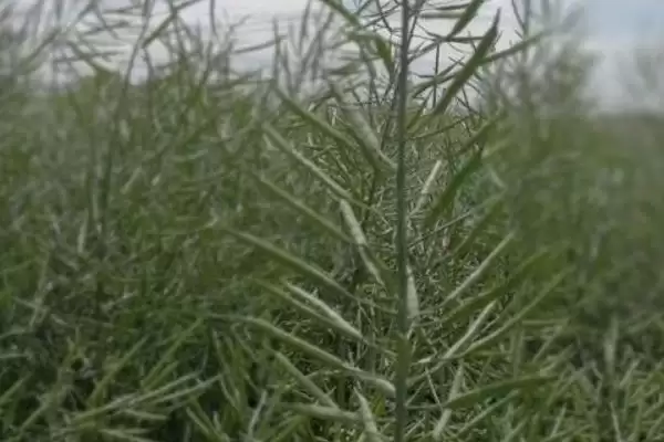 油菜籽高产品种有哪些,徽豪油26、华油杂50、陕油1209等品种的产量较高插图1 油菜籽高产品种有哪些,徽豪油26、华油杂50、陕油1209等品种的产量较高插图1