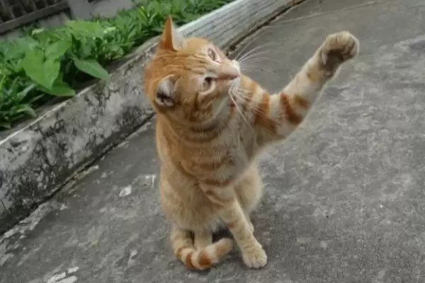 猫咪进攻前扭屁股是何原因 ,猫咪扭屁股为进攻时助力插图3 猫咪进攻前扭屁股是何原因 ,猫咪扭屁股为进攻时助力插图3