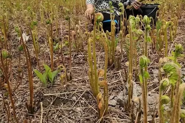 图片[4]-种植蕨菜的效益和前景？种植蕨菜需关注哪些经济收益前景？-会东网
