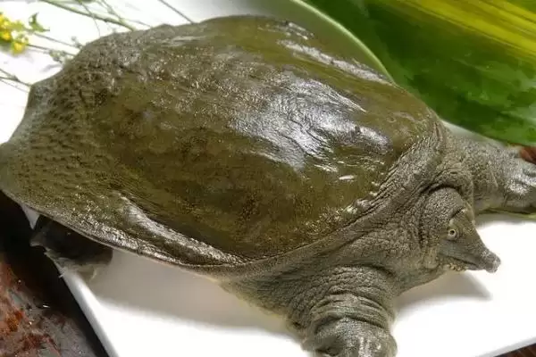 农村种植项目适合选什么,红富士苹果具有可观前景插图6 农村种植项目适合选什么,红富士苹果具有可观前景插图6