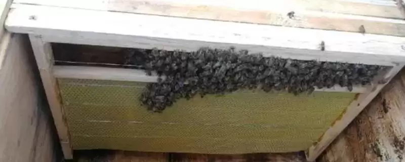 养蜂技术指导人工分蜂,王台封盖时便可以准备分蜂-会东网