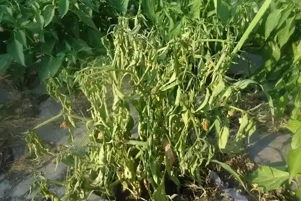 辣椒开花结果期的施肥种类 ,辣椒开花结果期为何用磷钾肥?插图4 辣椒开花结果期的施肥种类 ,辣椒开花结果期为何用磷钾肥?插图4