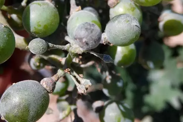 葡萄白粉病症状及防治：叶片卷缩、叶脉变黑的应对方法插图2