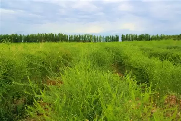 图片[3]-芦笋田的除草方法是什么 ,芦笋田如何进行除草-会东网