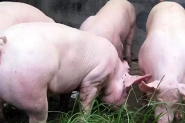 选择猪拉稀快速痊愈药物的方法和重点？养猪要做好哪些用药治疗细节？插图5