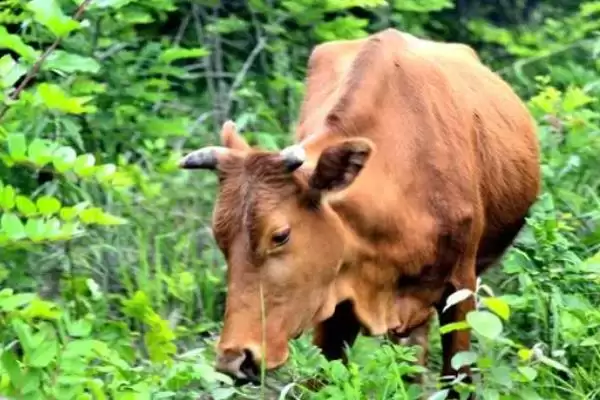 牛倒嚼嘴上有白沫的原因剖析:胃酸过多的症状与解决插图5 牛倒嚼嘴上有白沫的原因剖析:胃酸过多的症状与解决插图5