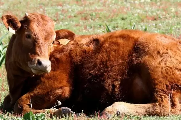 牛的年龄怎么看?外貌、角轮和牙齿的鉴别技巧插图2 牛的年龄怎么看?外貌、角轮和牙齿的鉴别技巧插图2