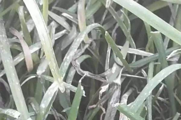 韭菜灰霉病的用药防治 ,韭菜灰霉病发病初期如何用药烟熏防治？插图2