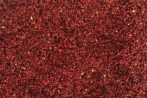 图片[4]-龙须菜的外观形态特征 ,龙须菜花朵和果实有何特点？-会东网