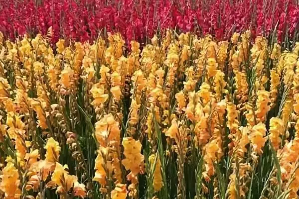 剑兰的养殖与注意事项 ,剑兰如何养殖及要注意什么插图4