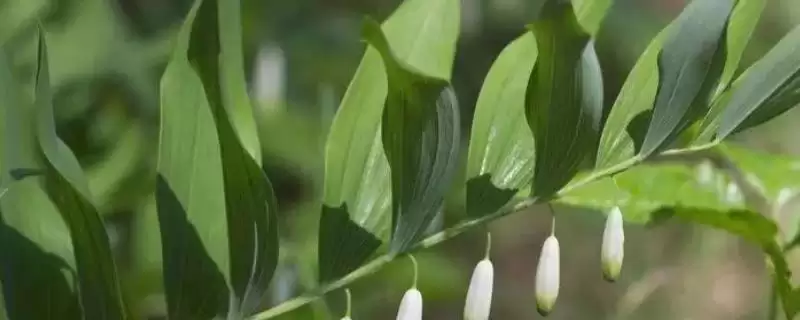 探寻玉竹烂根原因及防治方法的方法和重点？探寻玉竹烂根原因及防治方法要做好哪些细节？-会东网