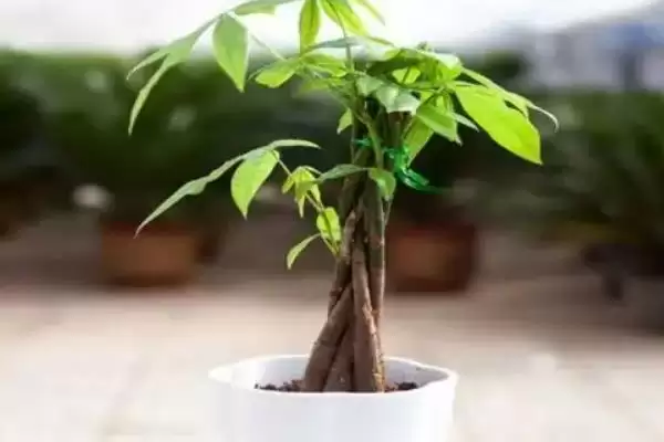 图片[7]-小发财树能否养大的要点和判断？判断小发财树生长情况需注意什么？-会东网