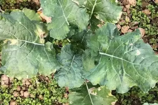 培育油菜壮苗的要素，播种后要时常浇水保湿插图10